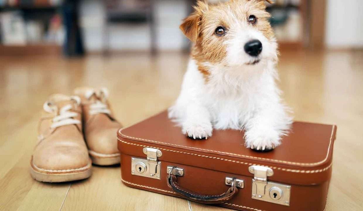 Viajar con nuestras mascotas 4
