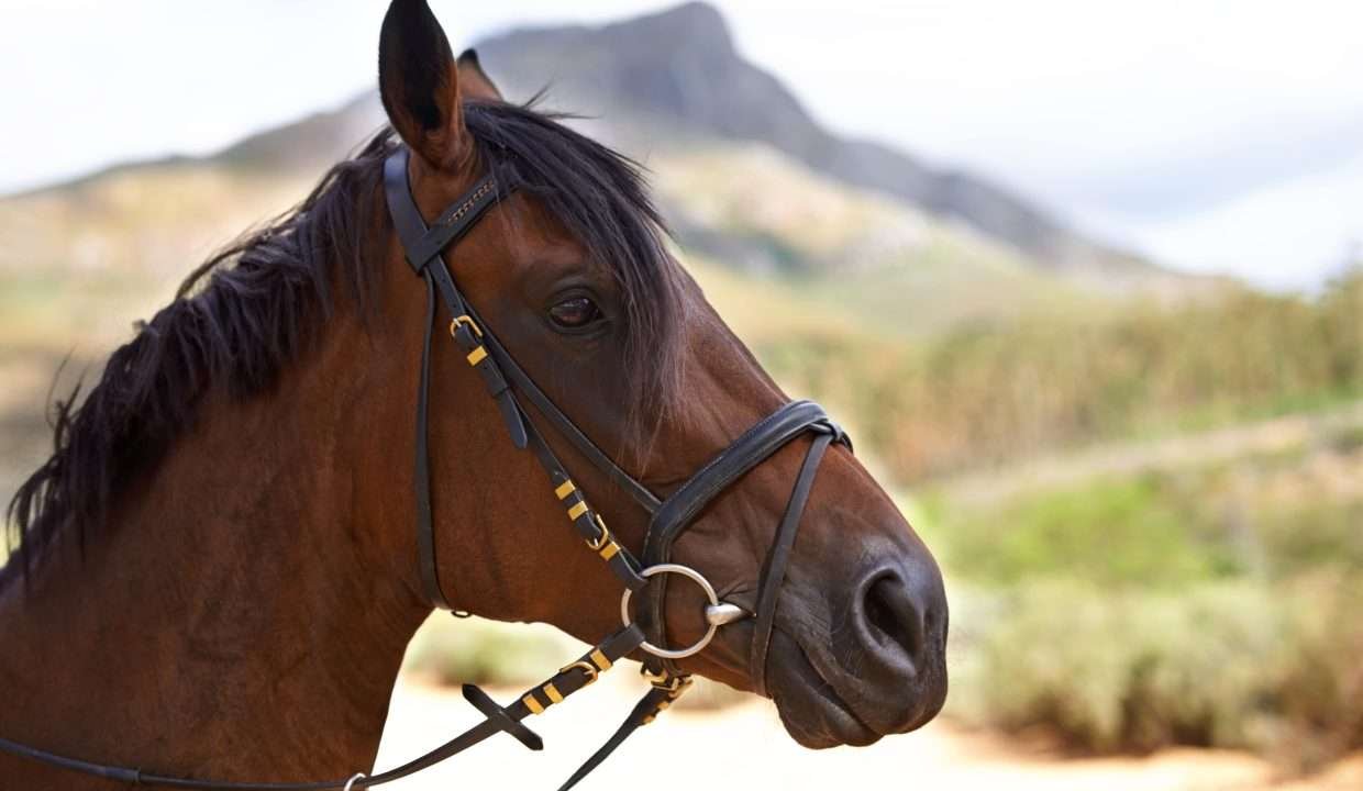 actividad cabalgata fincas de turismo 32 min